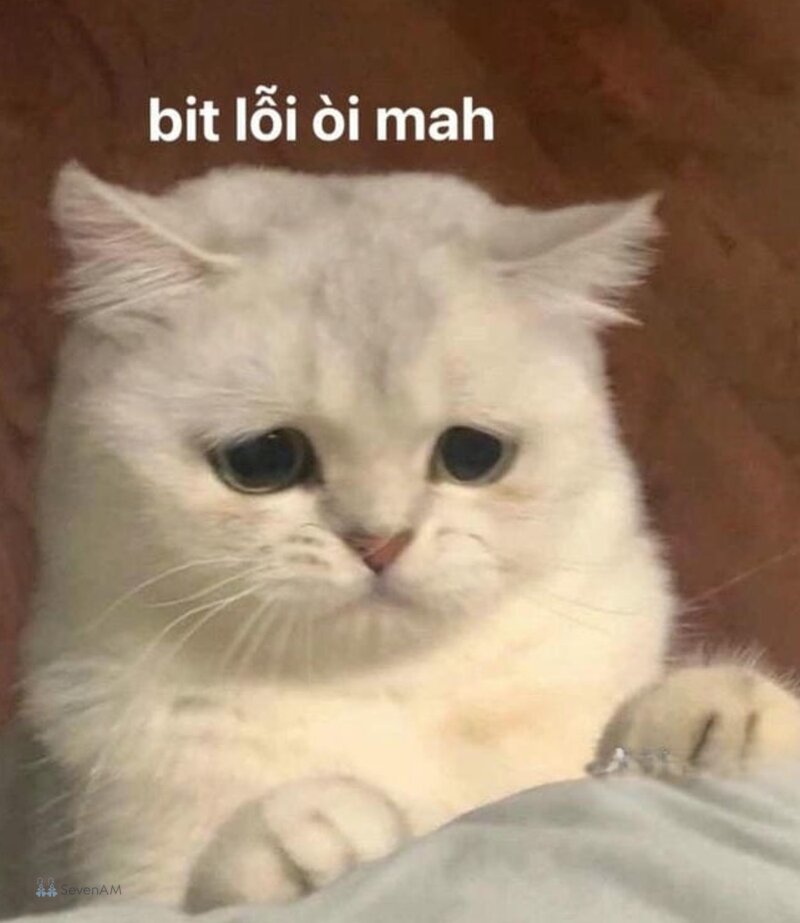 Meme mèo - 14