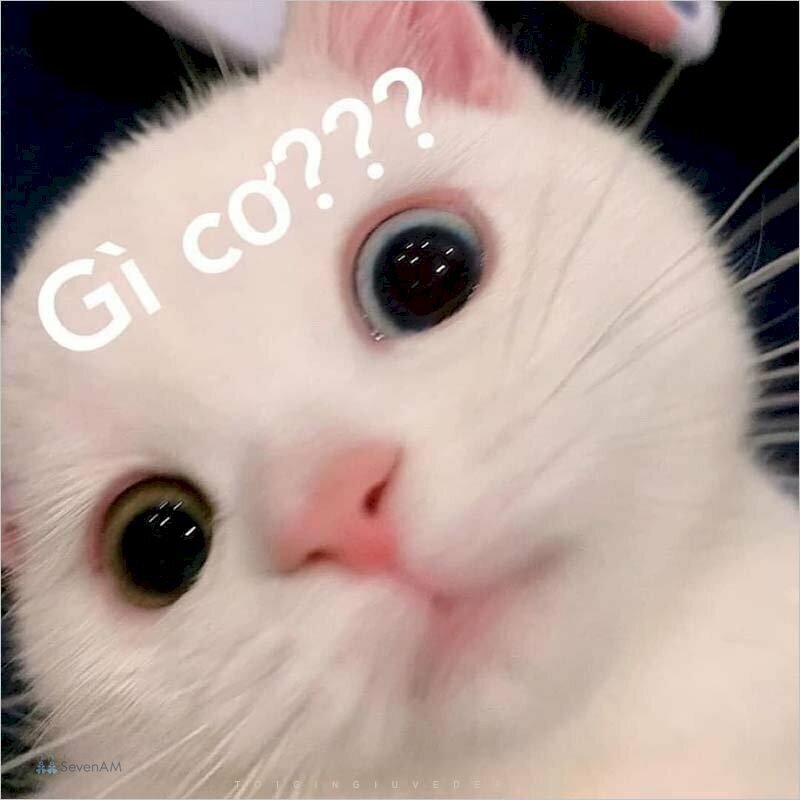 Meme mèo - Chọn meme mèo từ nét mặt đến tình huống Meme mèo - Chọn meme mèo từ nét mặt đến tình huống