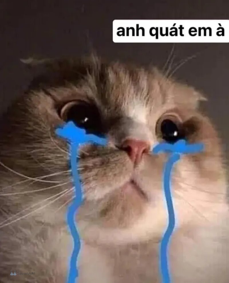Meme mèo - 18