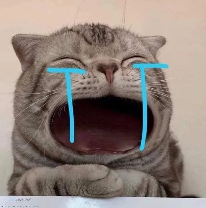 Meme mèo - 19