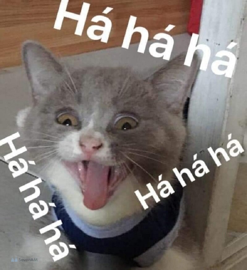 Meme mèo - 21