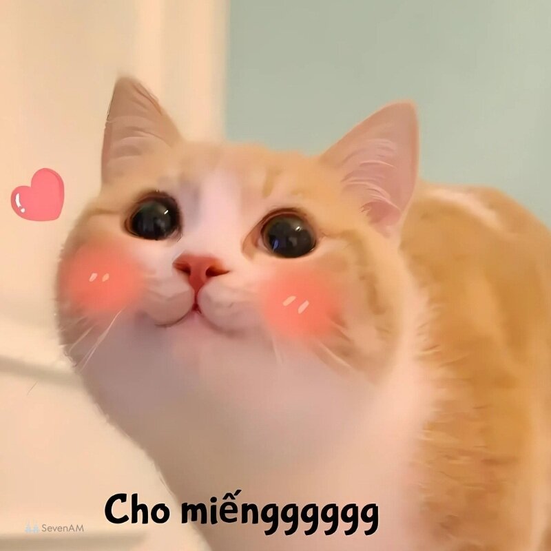 Meme mèo - 22
