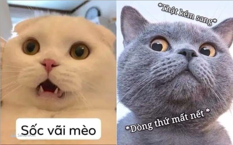 Meme mèo - 2