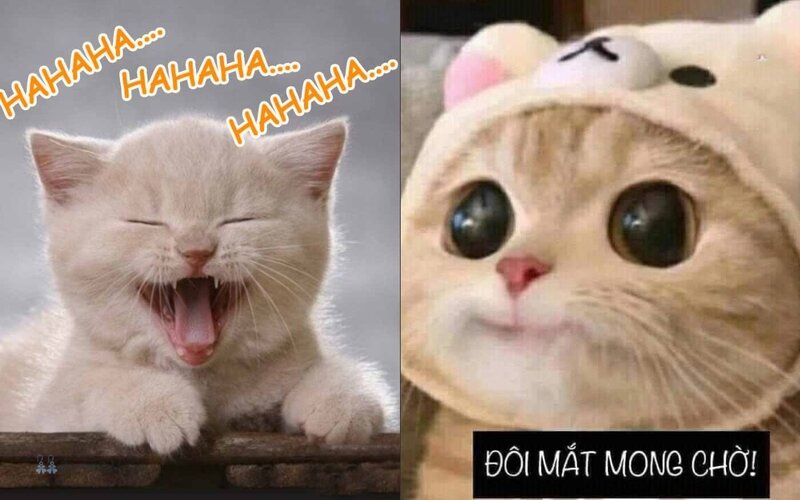 Meme mèo - 3