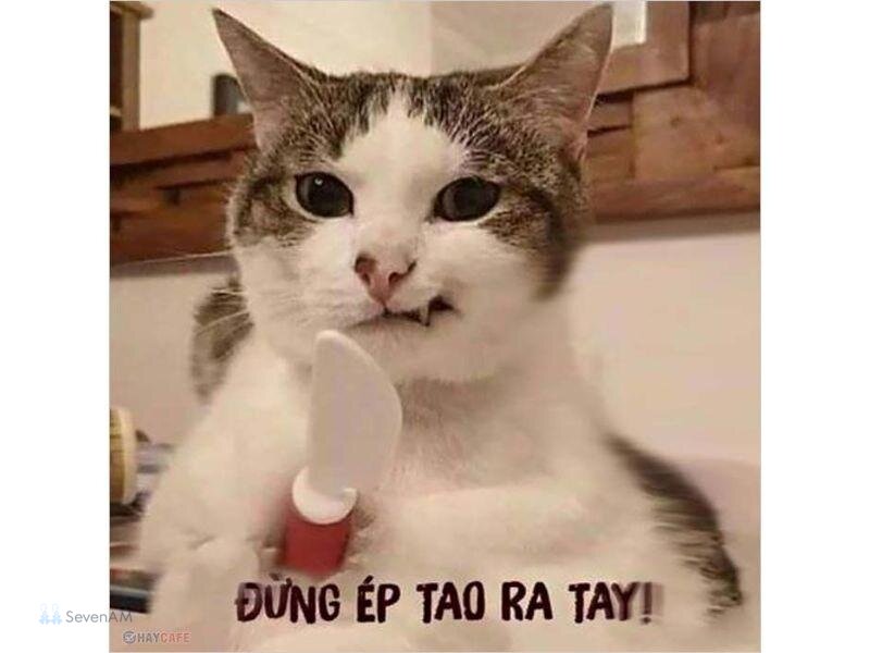 Meme mèo - 4