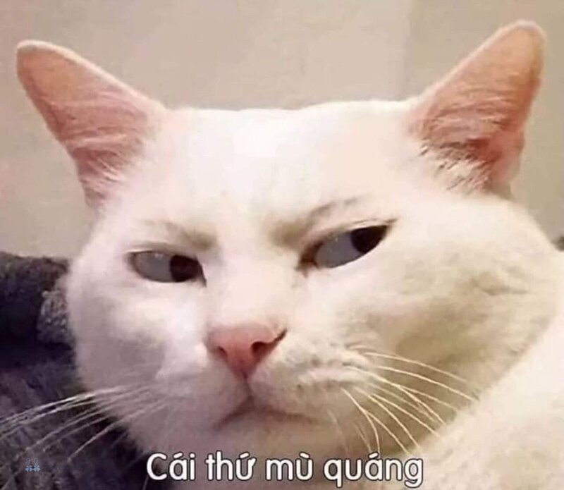 Meme mèo - 6
